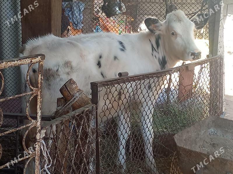 Kanatka TÙWE - Ашхабад - img 3