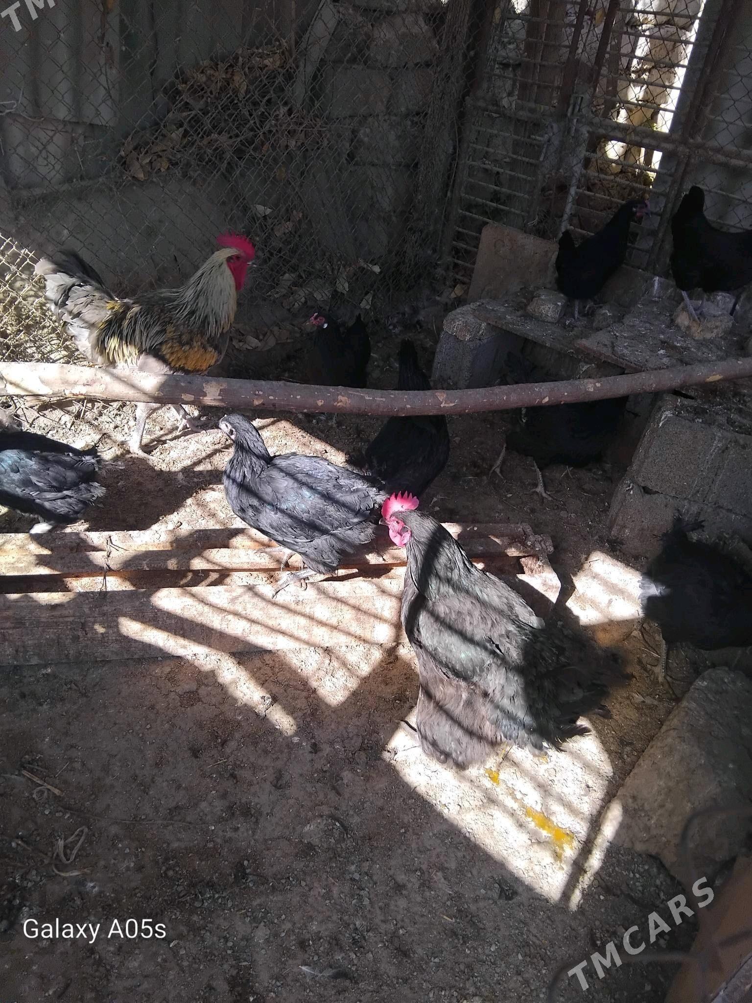 jersey gigant - Ашхабад - img 1