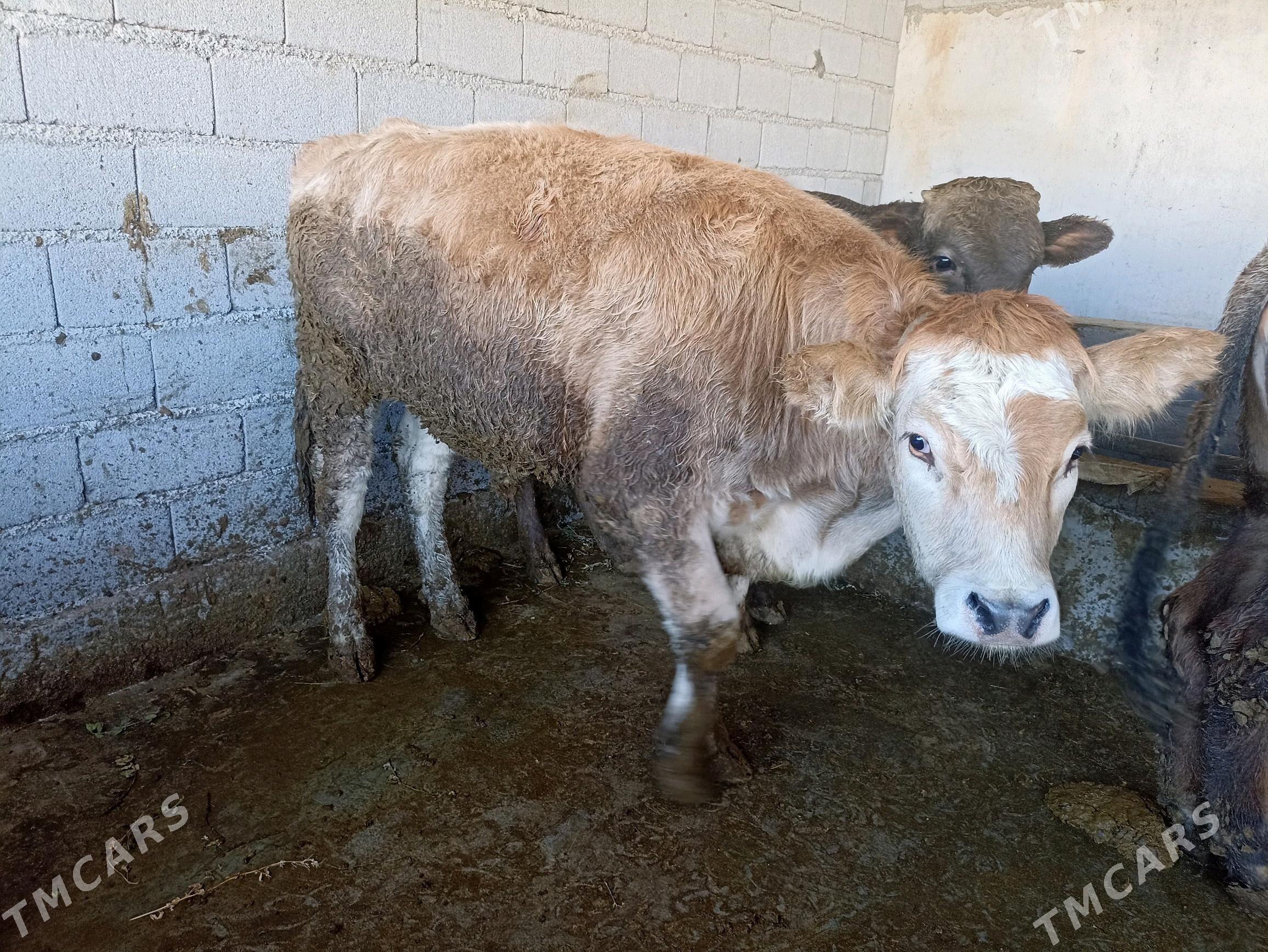 Öküzler - Gypjak - img 4