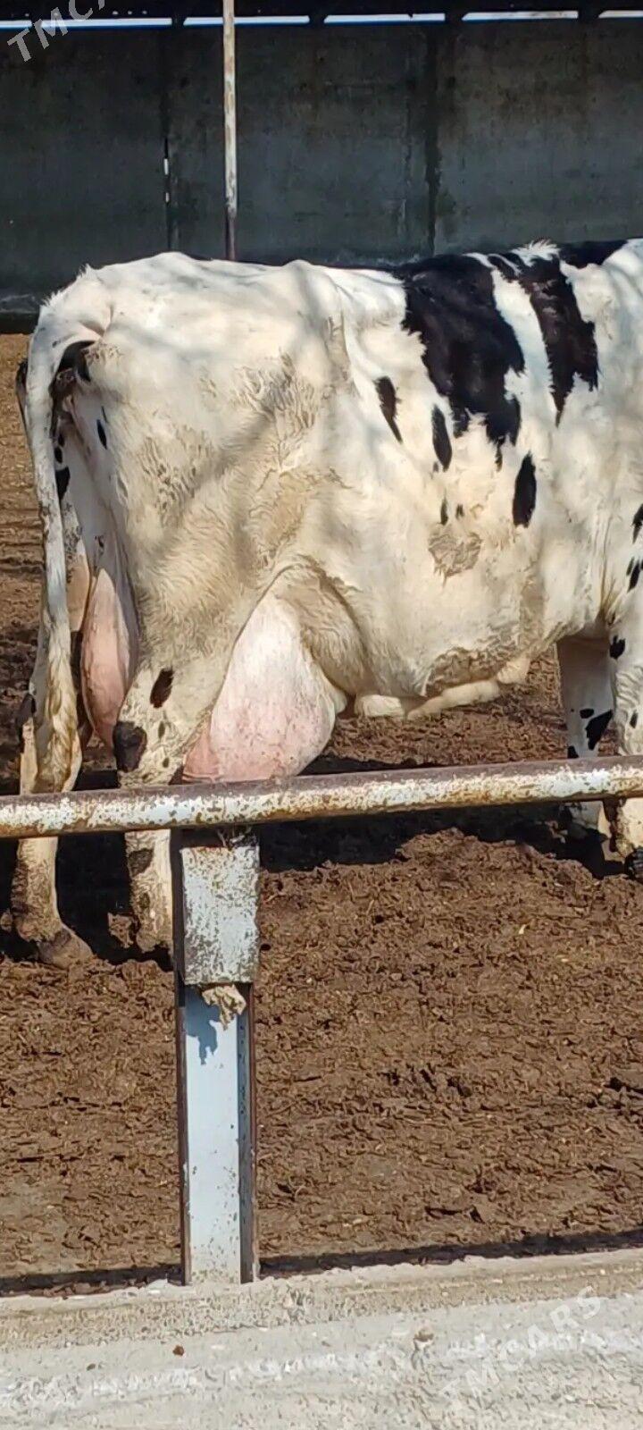 Kanatka TÙWE - Ашхабад - img 4