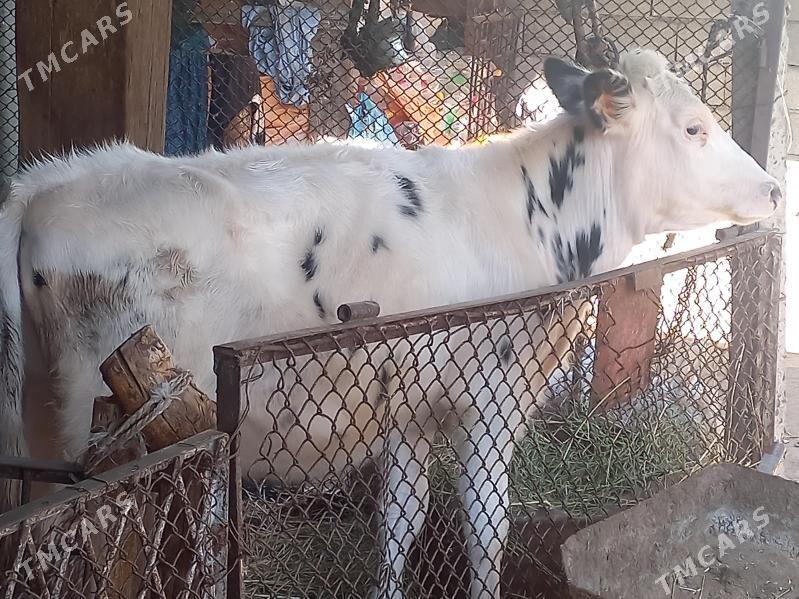 Kanatka TÙWE - Ашхабад - img 2