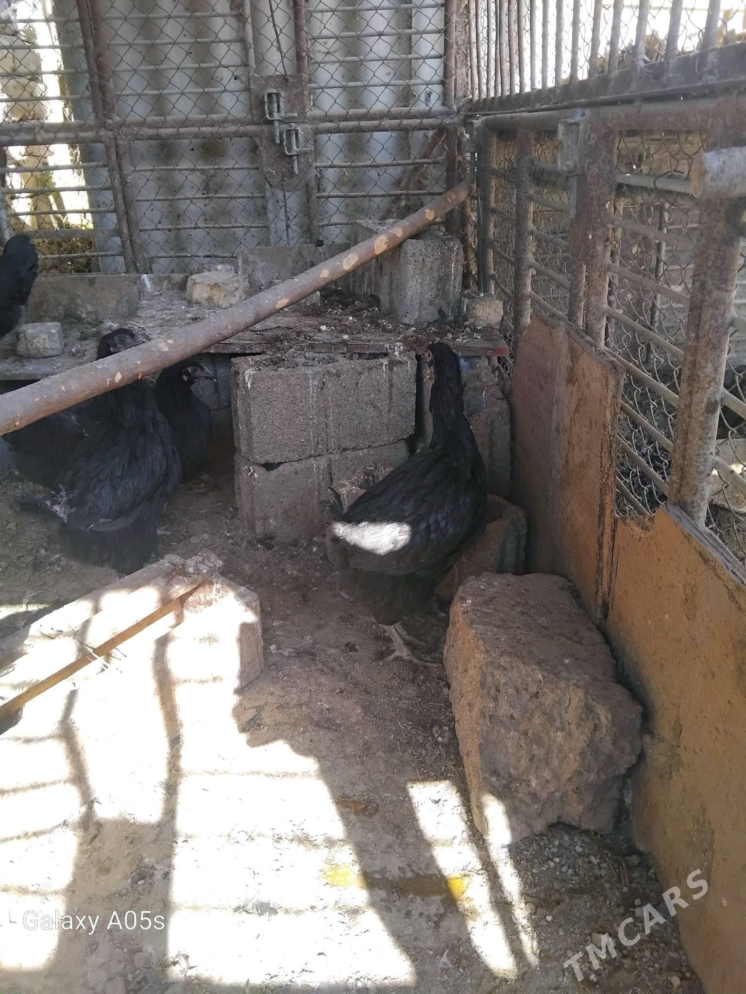 jersey gigant - Aşgabat - img 2