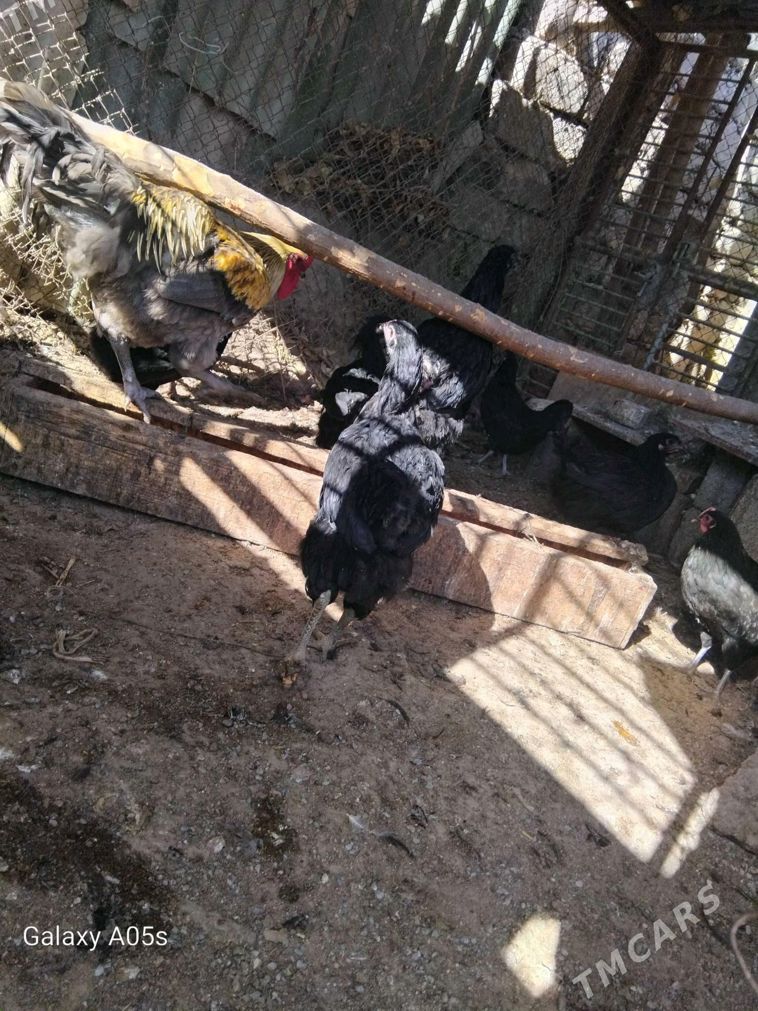 jersey gigant - Aşgabat - img 3