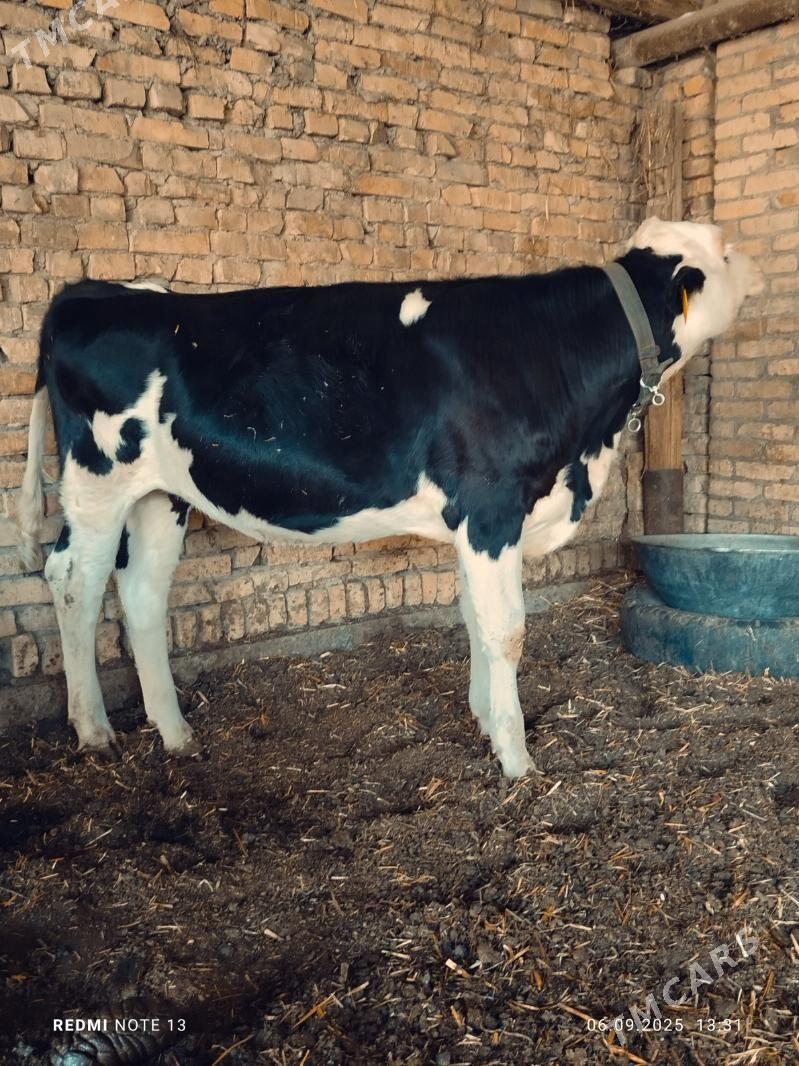 сментал унажин - Türkmenabat - img 1