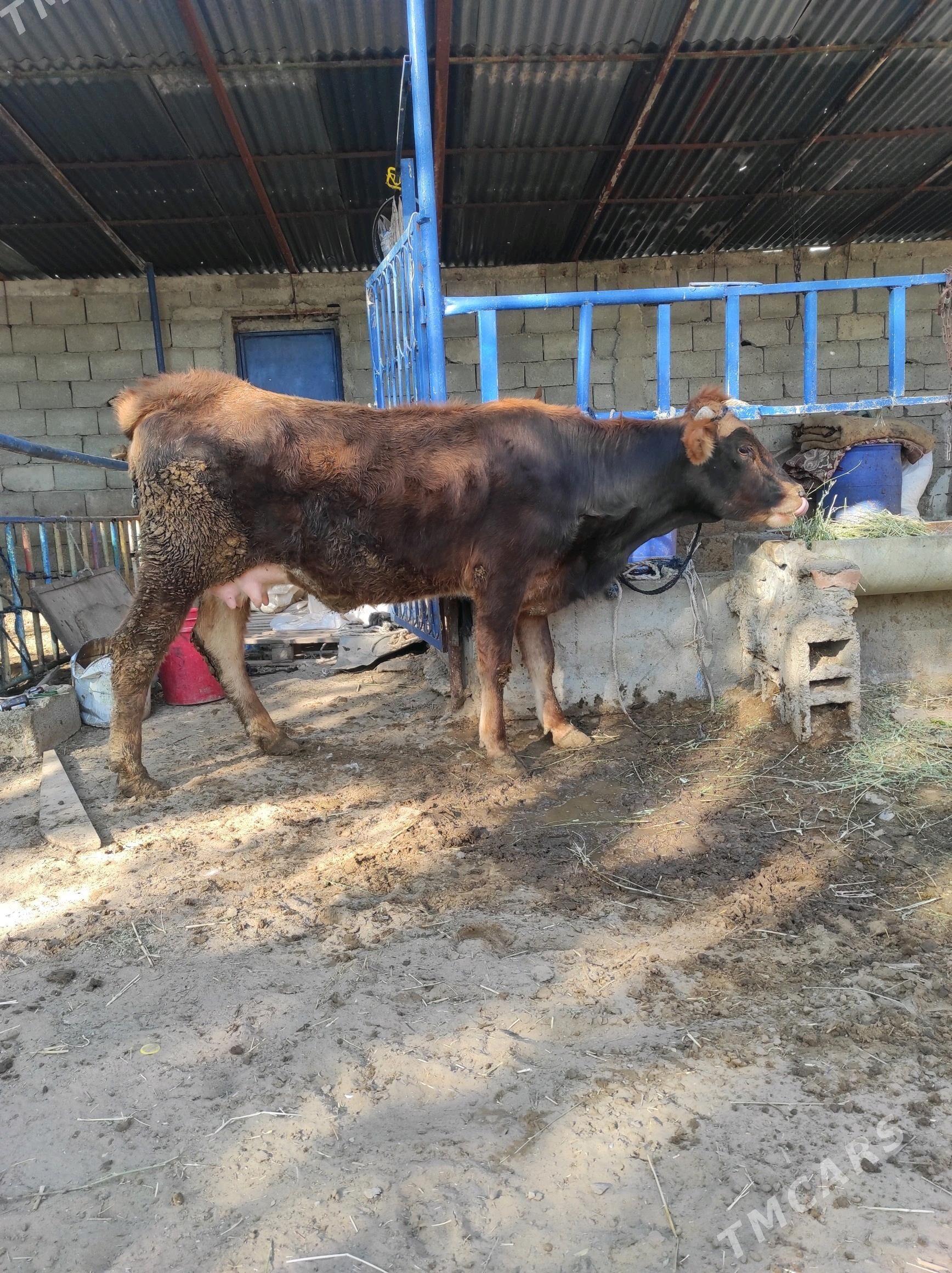 Göleli sygyr - Çoganly - img 2