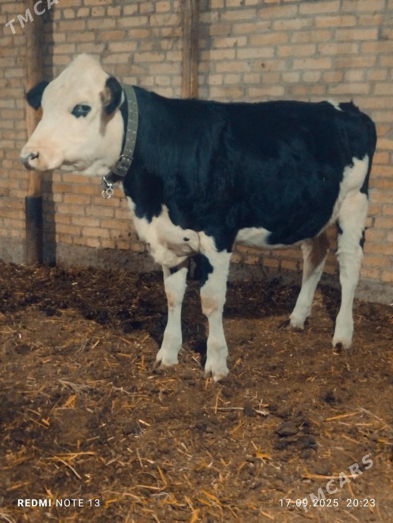 сментал унажин - Türkmenabat - img 4