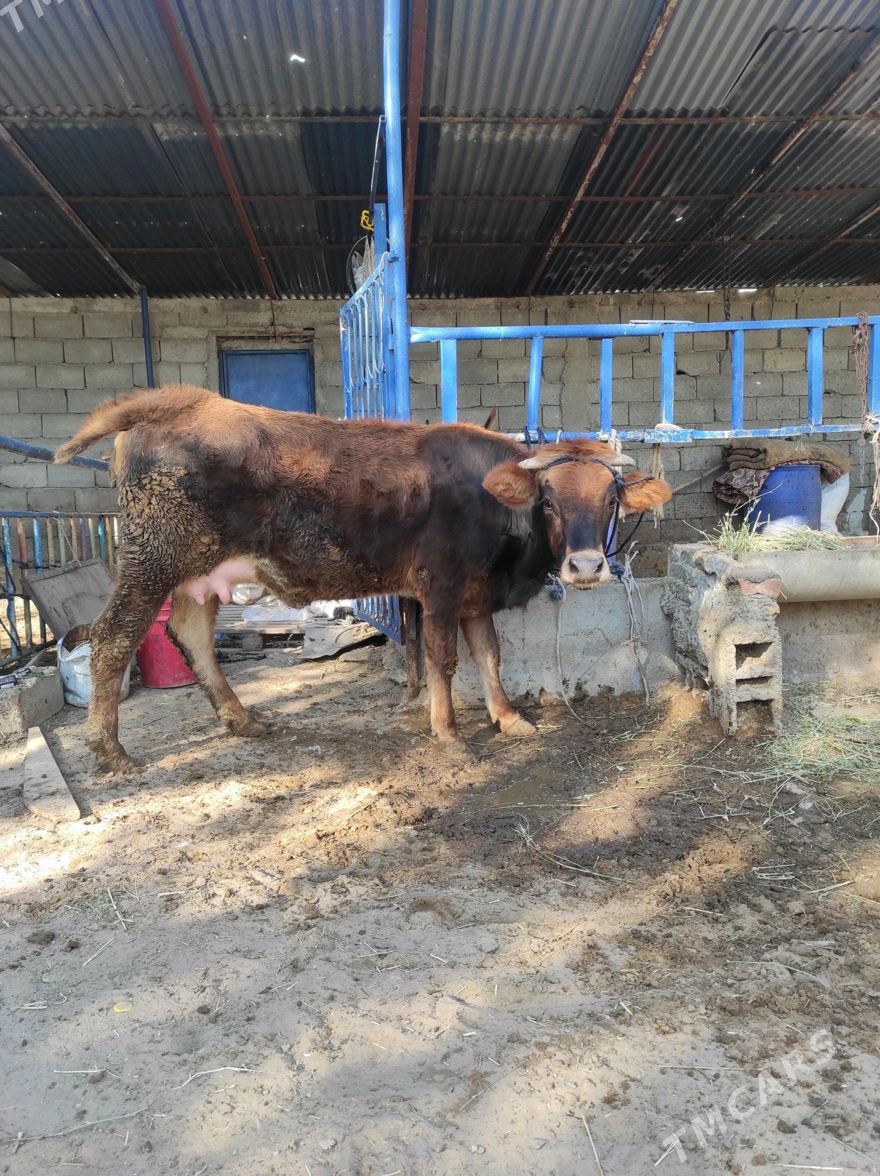 Göleli sygyr - Çoganly - img 1