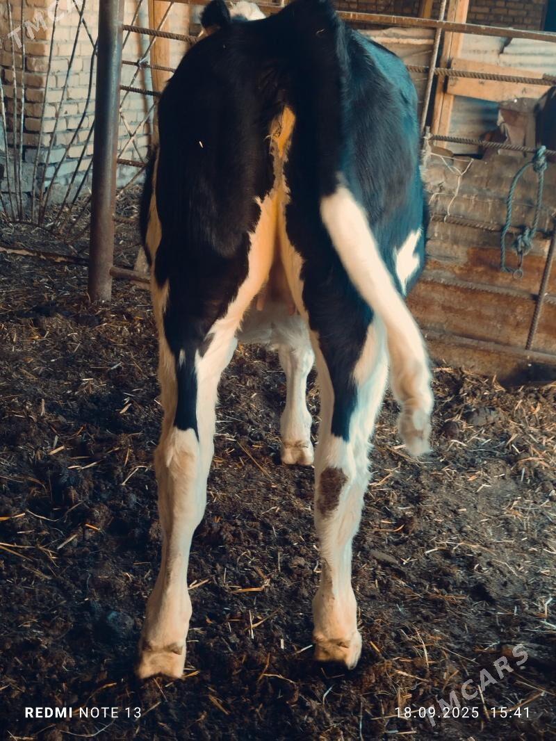 сментал унажин - Türkmenabat - img 3