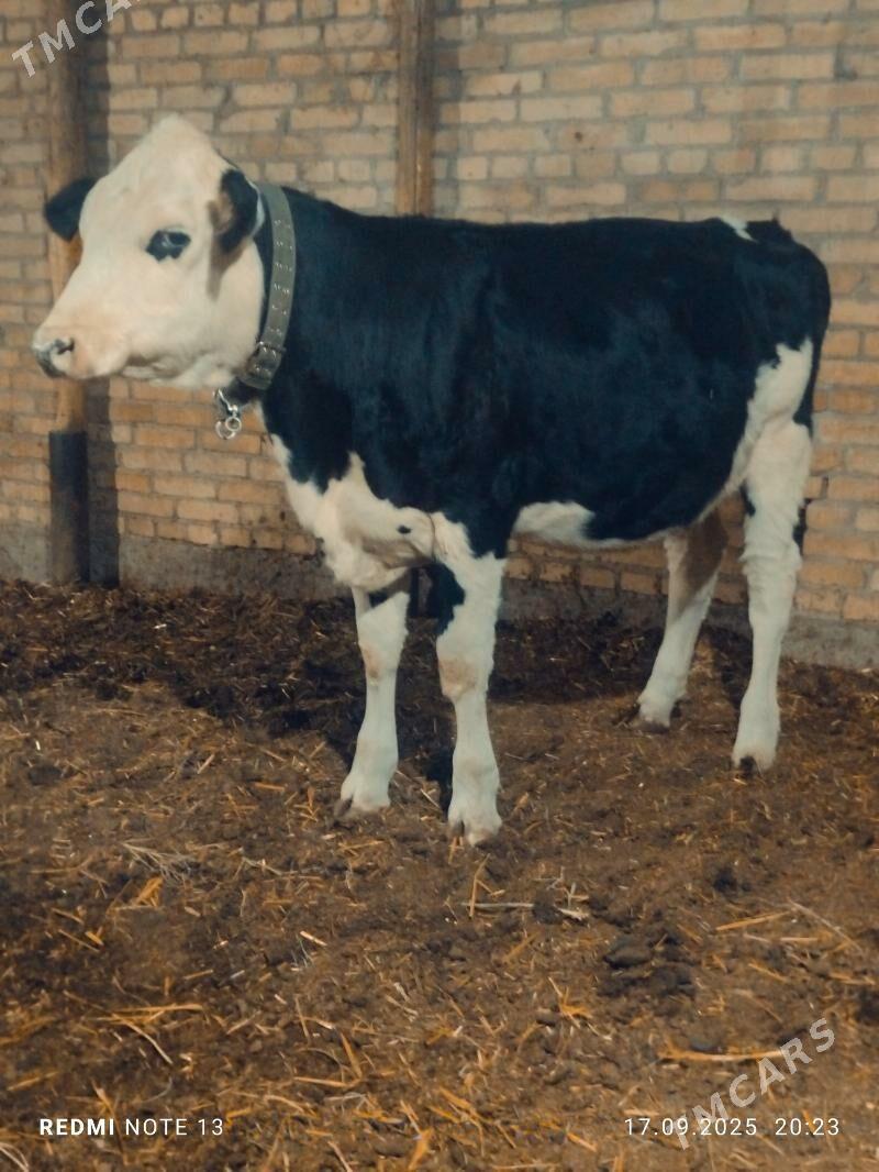 сментал унажин - Türkmenabat - img 2