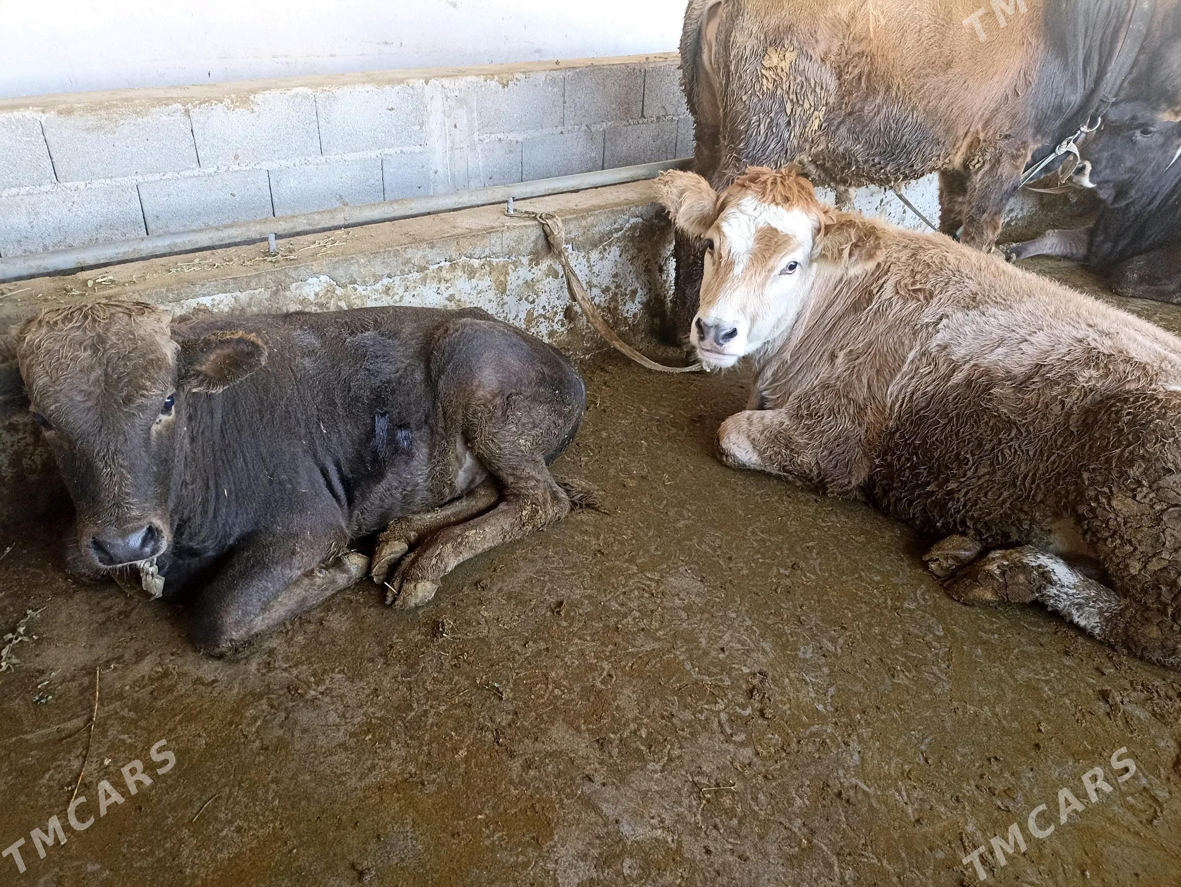 Öküzler - Gypjak - img 5