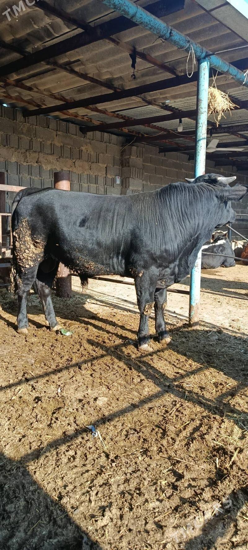 gibrit okuz - Бахарден - img 1