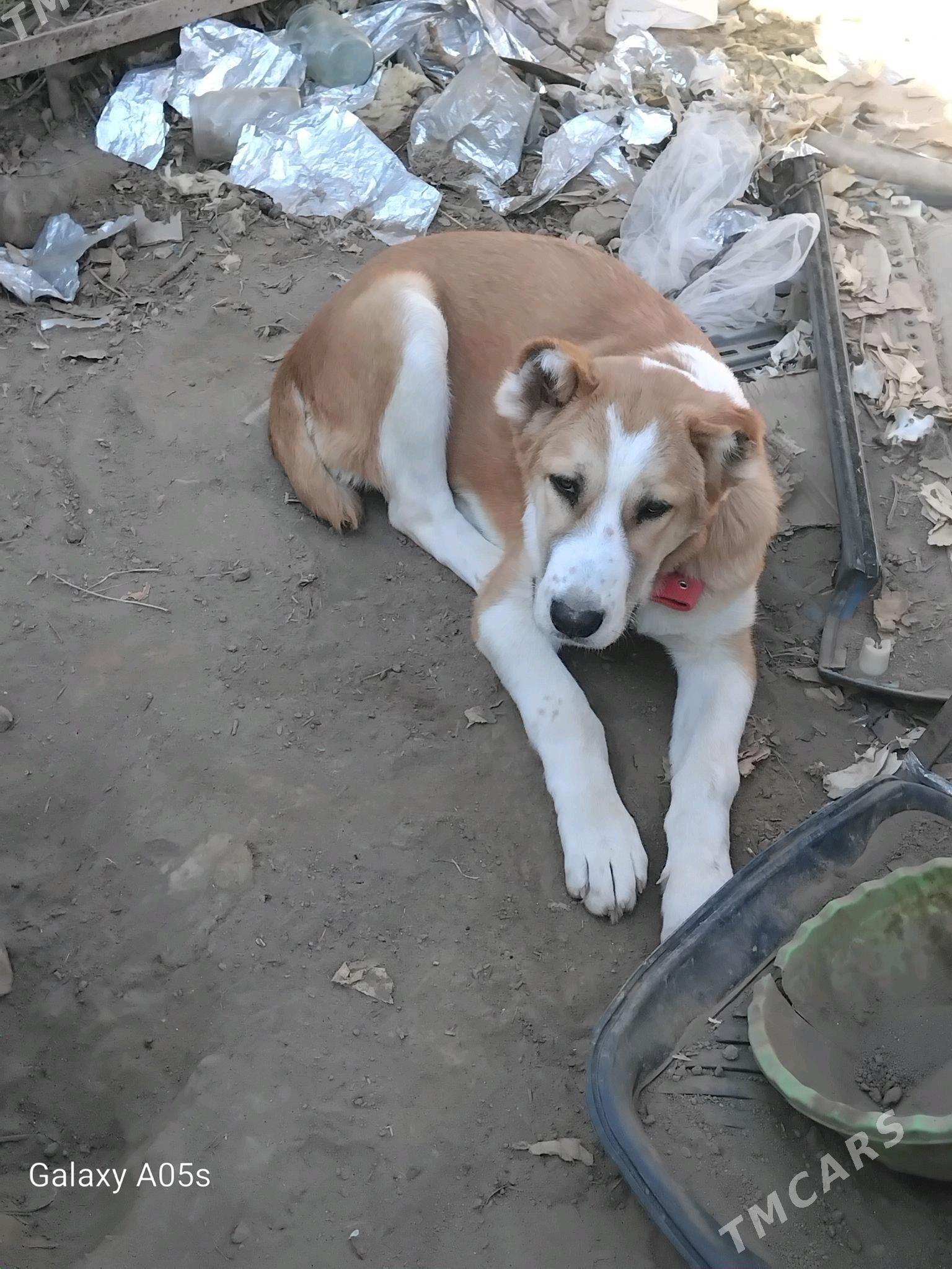 gujuk - Aşgabat - img 1