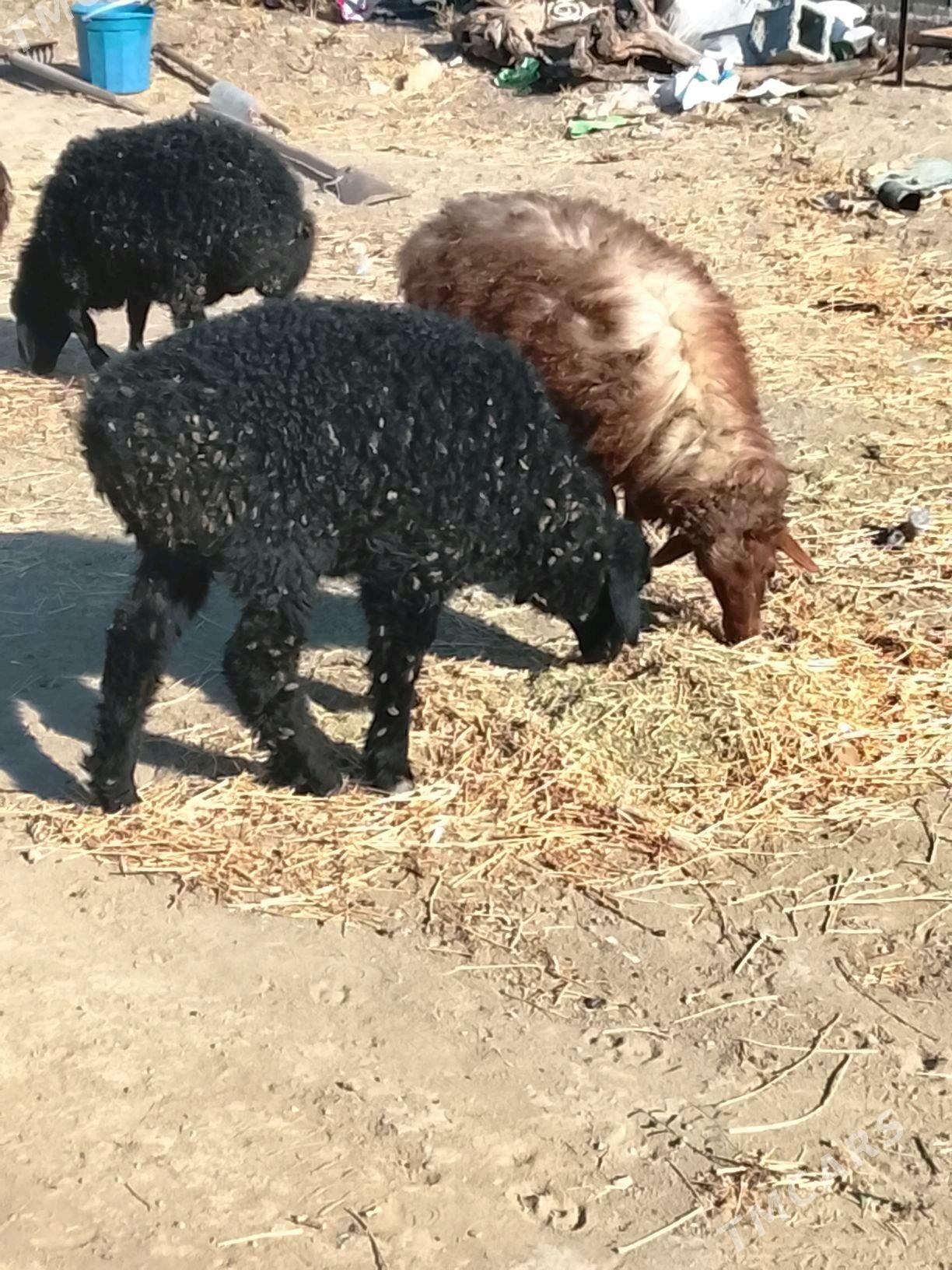 tokly - Ашхабад - img 1