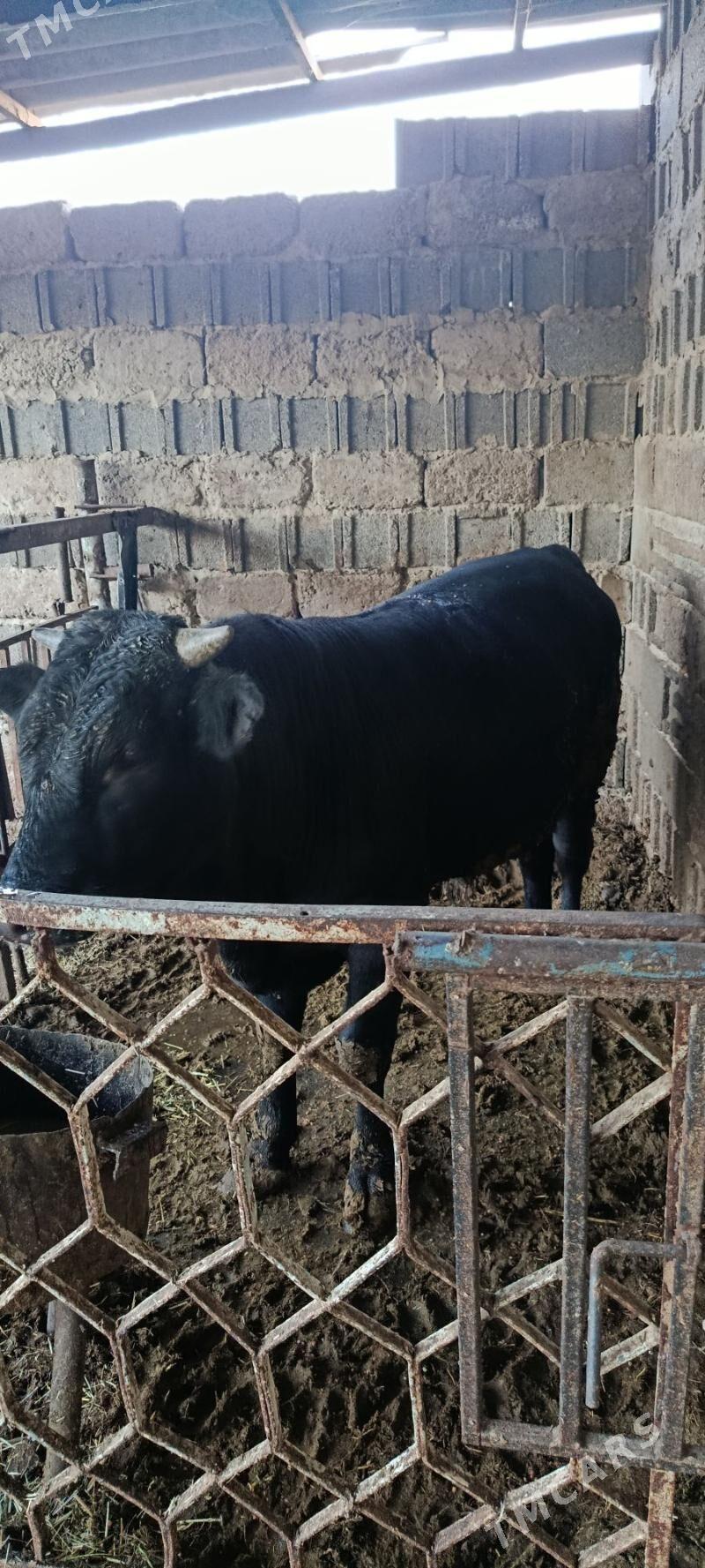 gibrit okuz - Бахарден - img 4