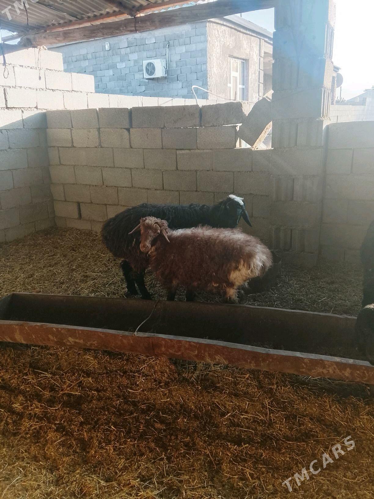 tokly - Ашхабад - img 2