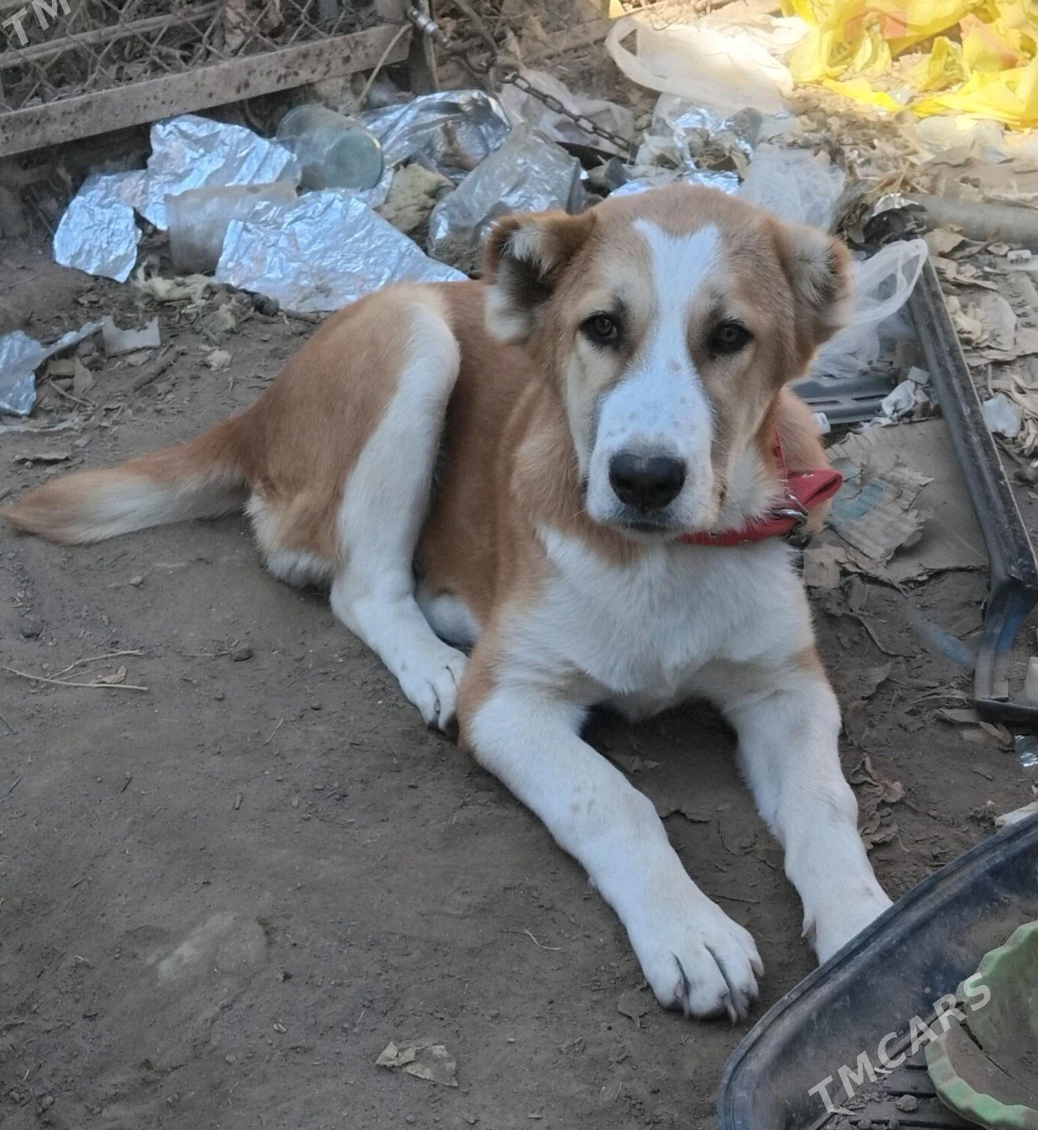 gujuk - Aşgabat - img 2