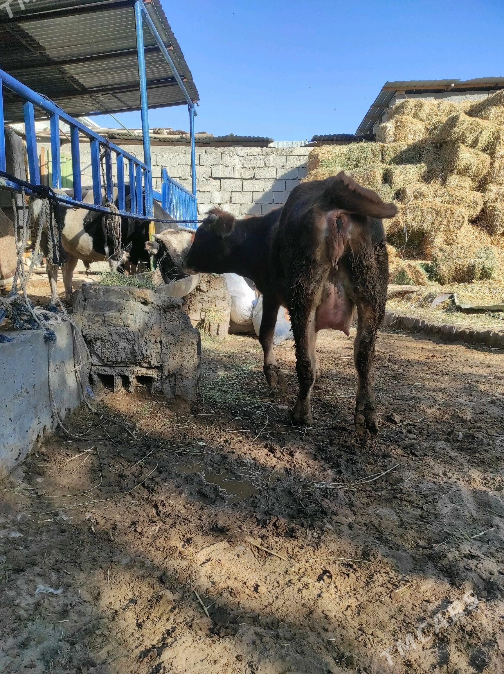 Göleli sygyr - Çoganly - img 4