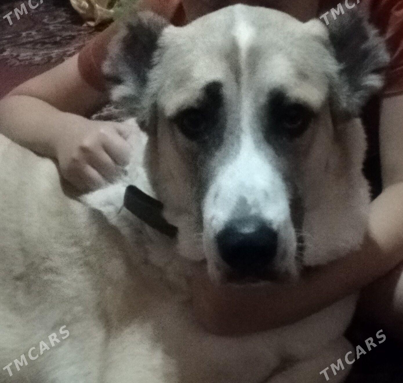 алабай - Aşgabat - img 3