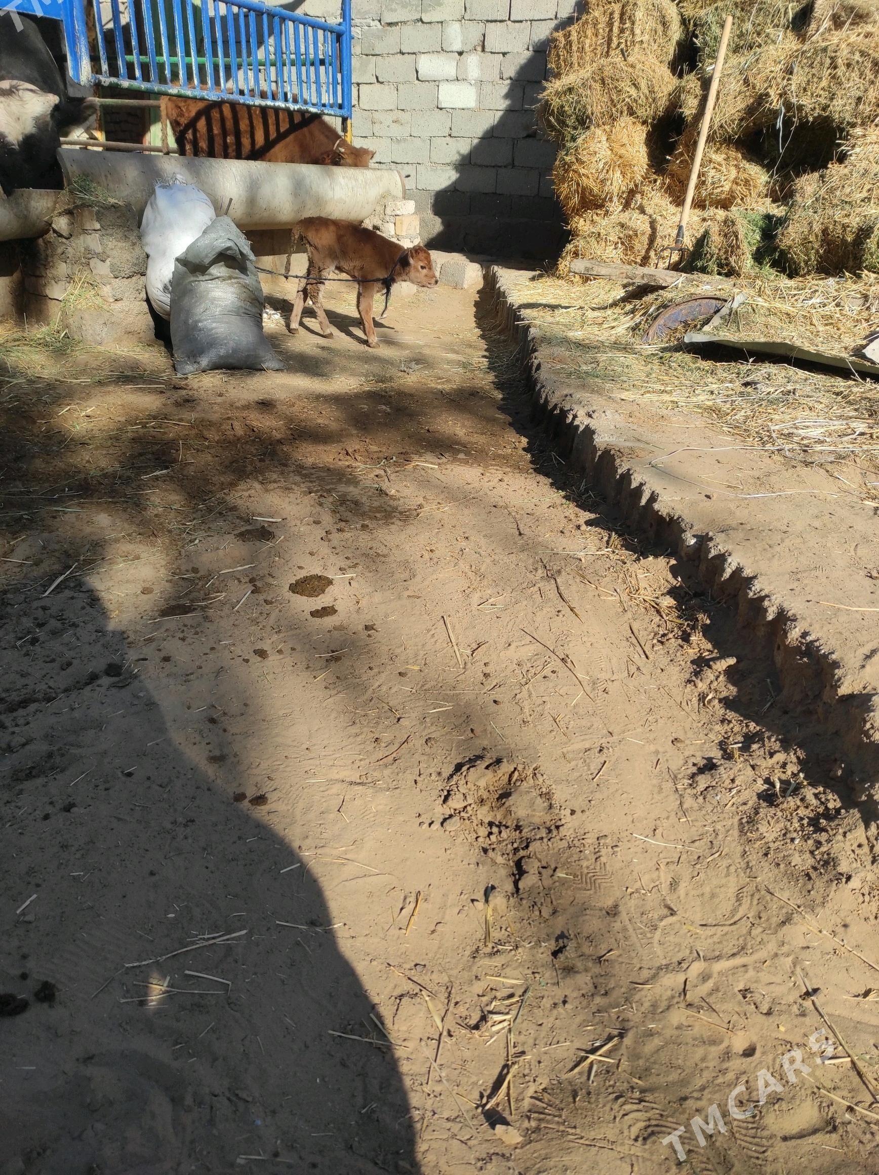 Göleli sygyr - Çoganly - img 5