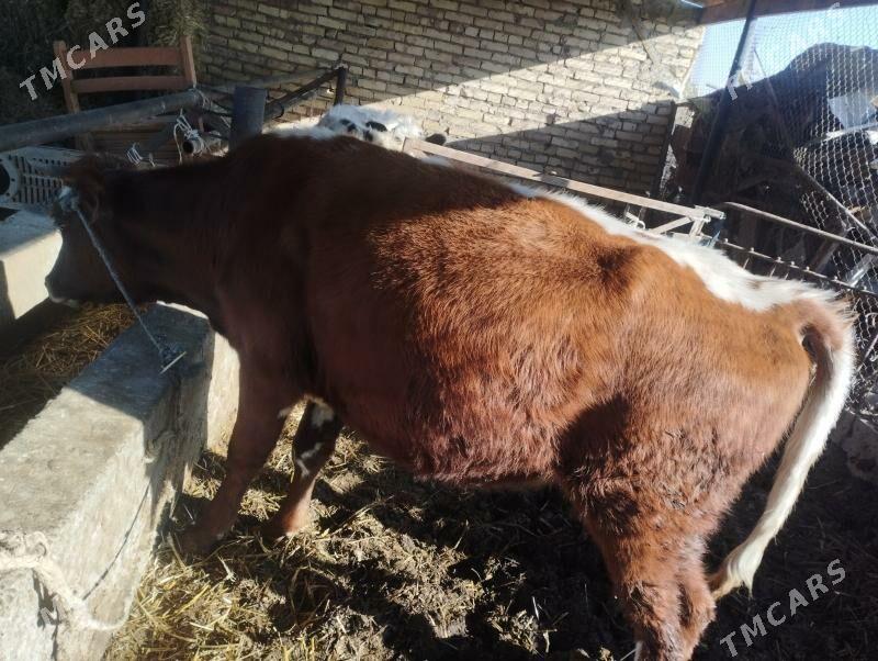 BBOGAZ SYGYR - Çärjew - img 2