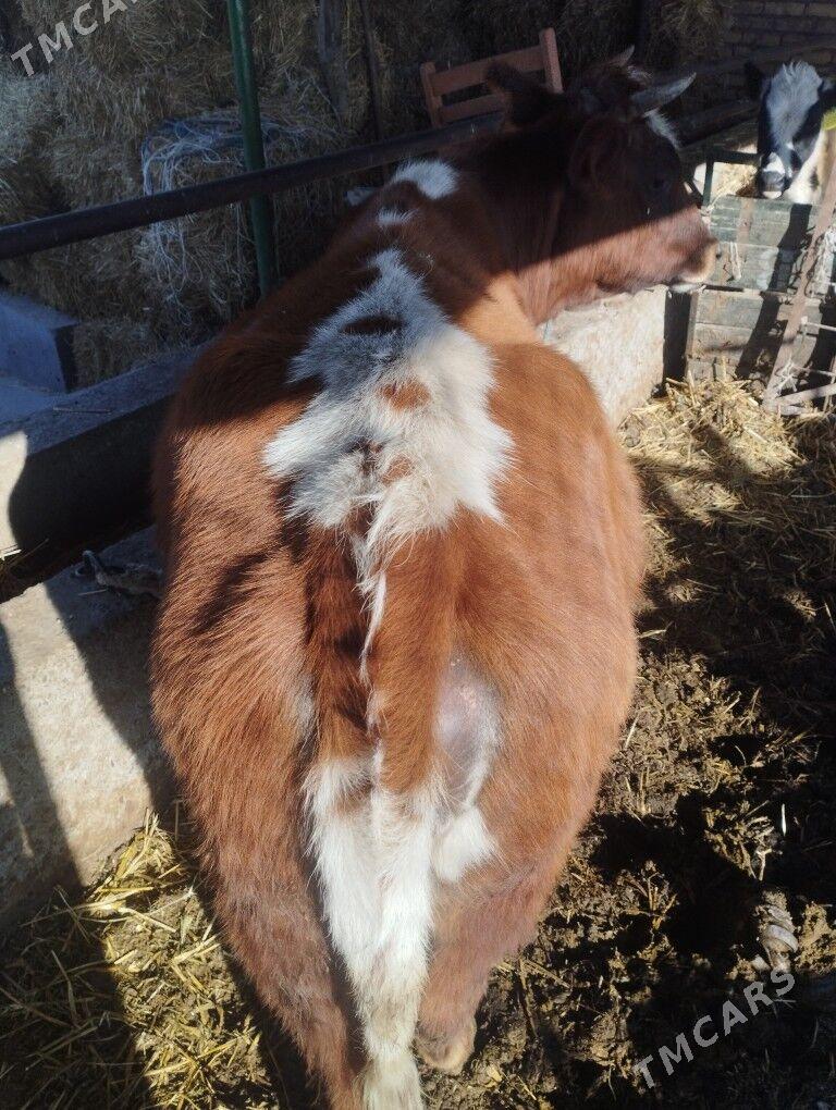 BBOGAZ SYGYR - Çärjew - img 3