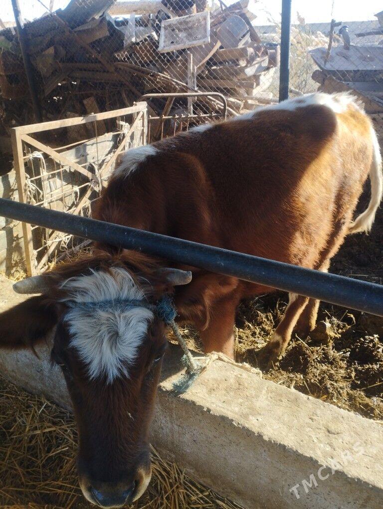 BBOGAZ SYGYR - Çärjew - img 1