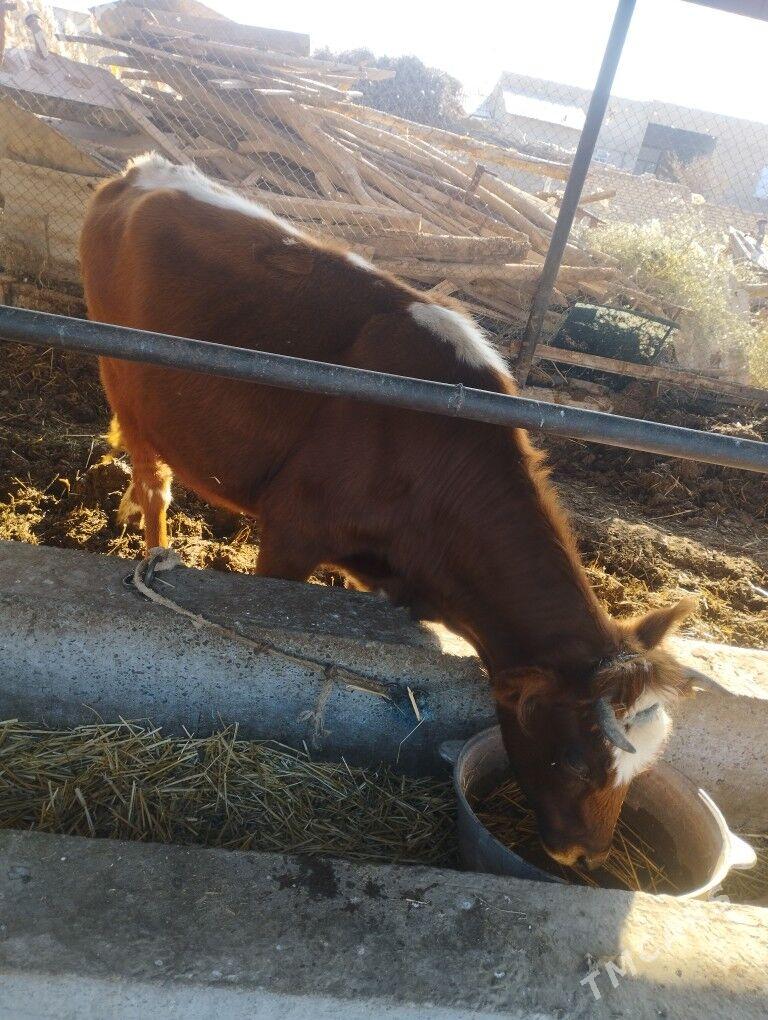 BBOGAZ SYGYR - Çärjew - img 6