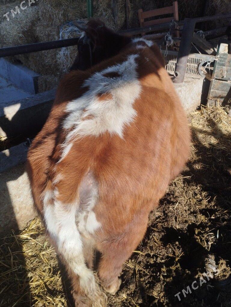 BBOGAZ SYGYR - Çärjew - img 4