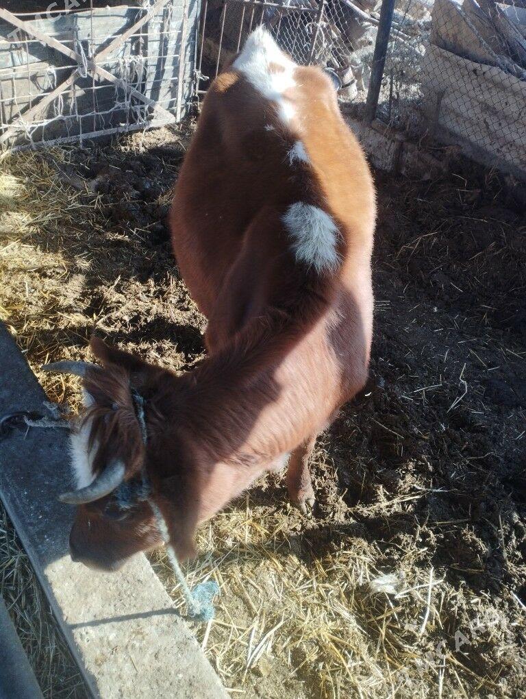 BBOGAZ SYGYR - Çärjew - img 5