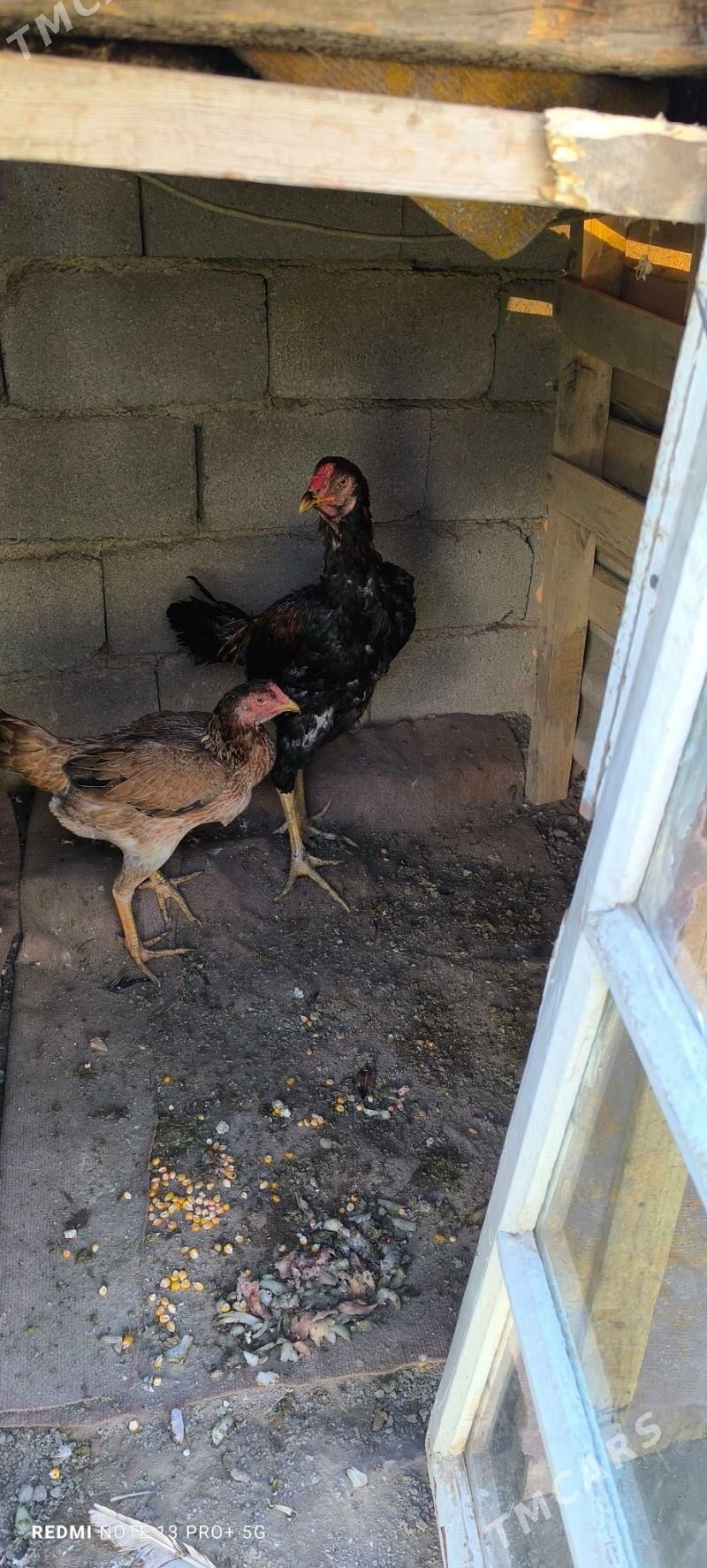 Taşkent horaz - Aşgabat - img 3