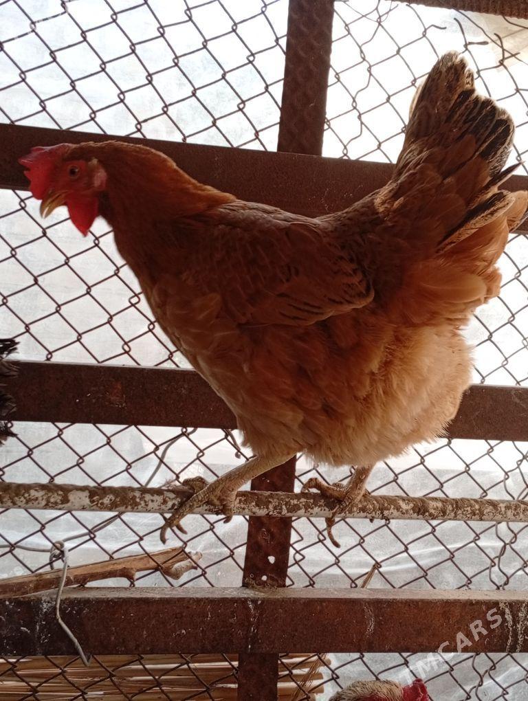 Gigant towuk - Векильбазар - img 1