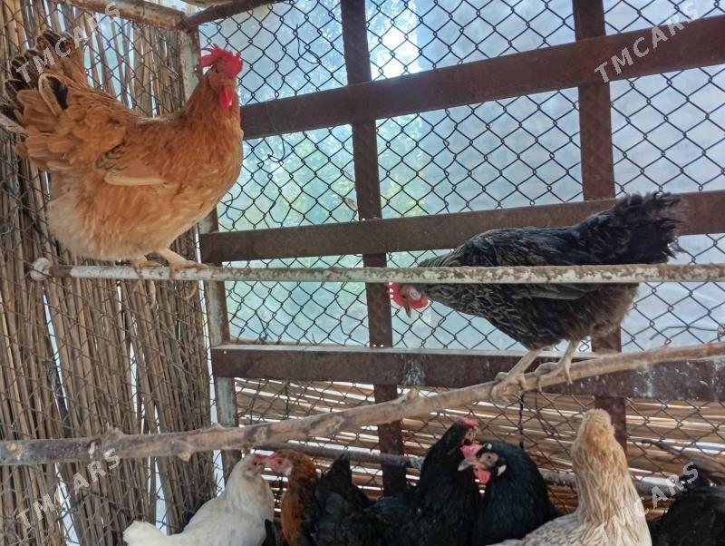 Gigant towuk - Векильбазар - img 2