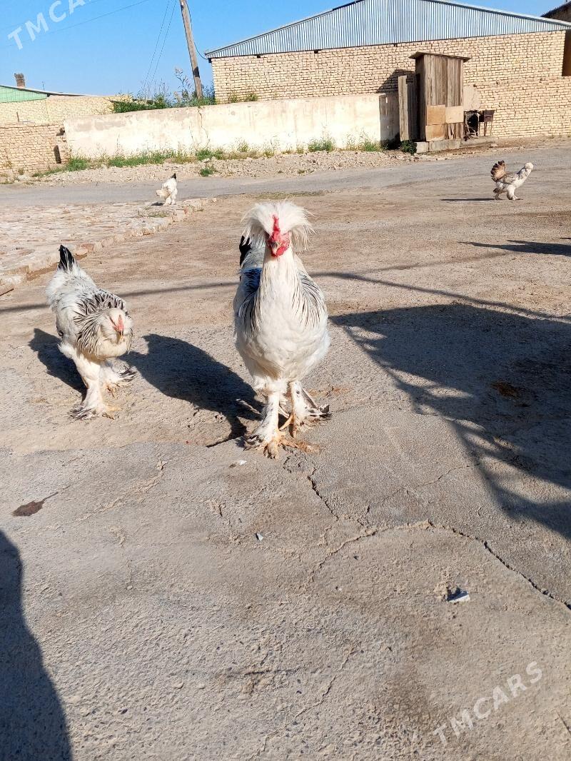 Towuk - Мары - img 1