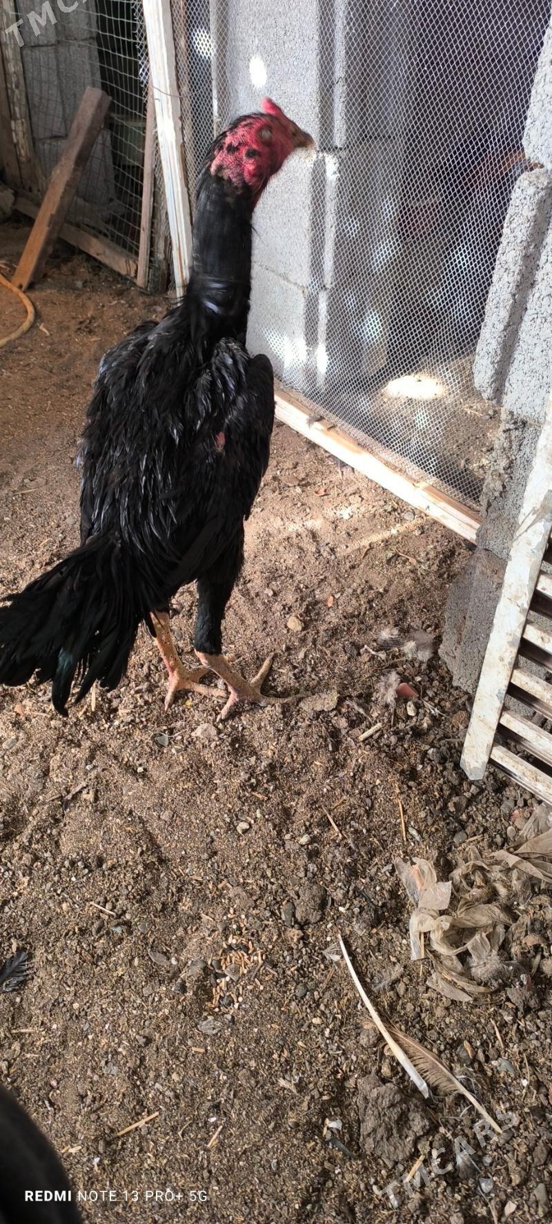 Taşkent horaz - Ашхабад - img 3