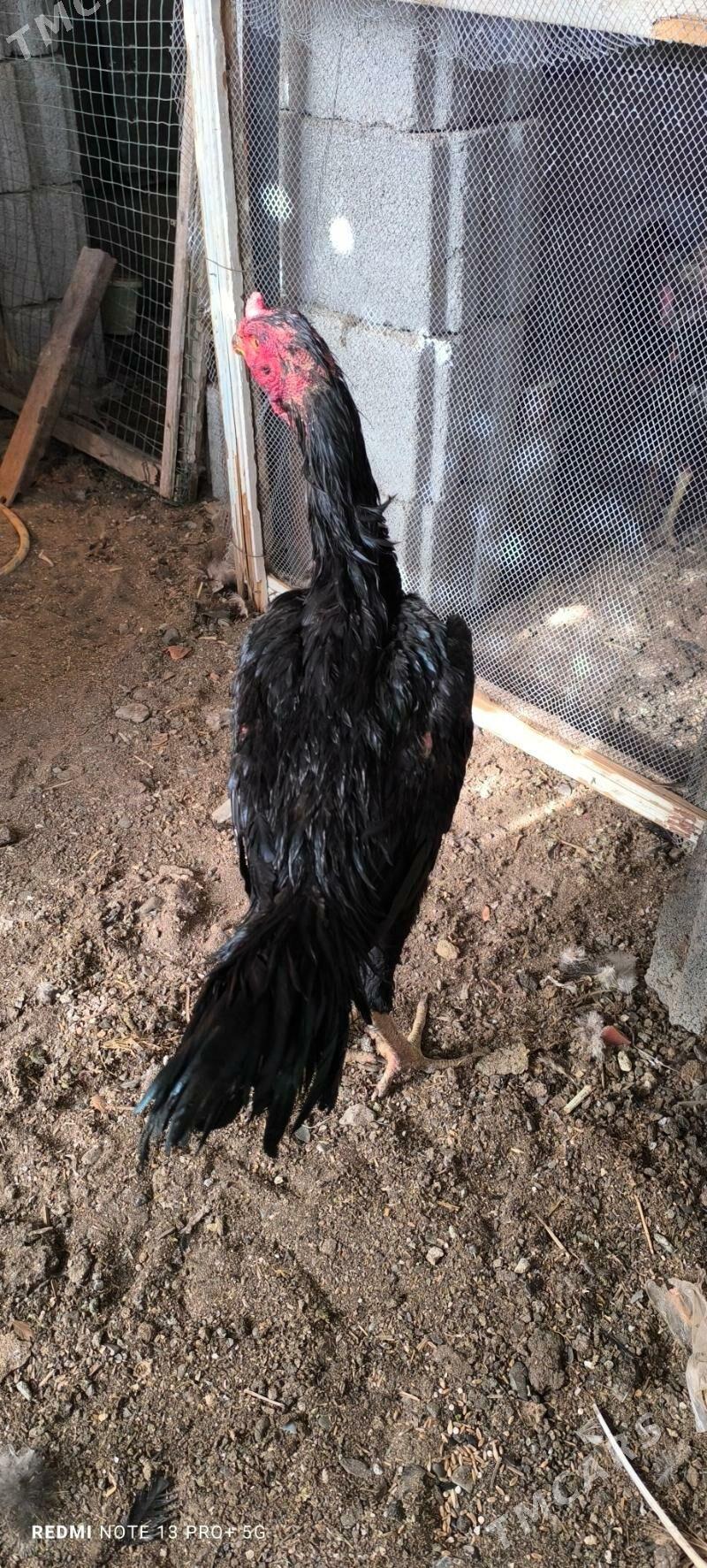 Taşkent horaz - Ашхабад - img 2