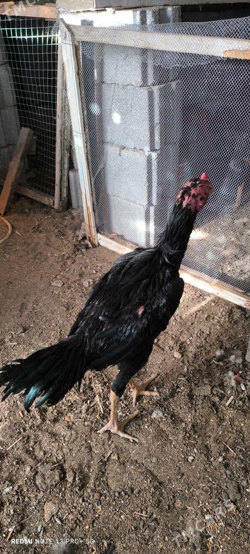 Taşkent horaz - Ашхабад - img 4