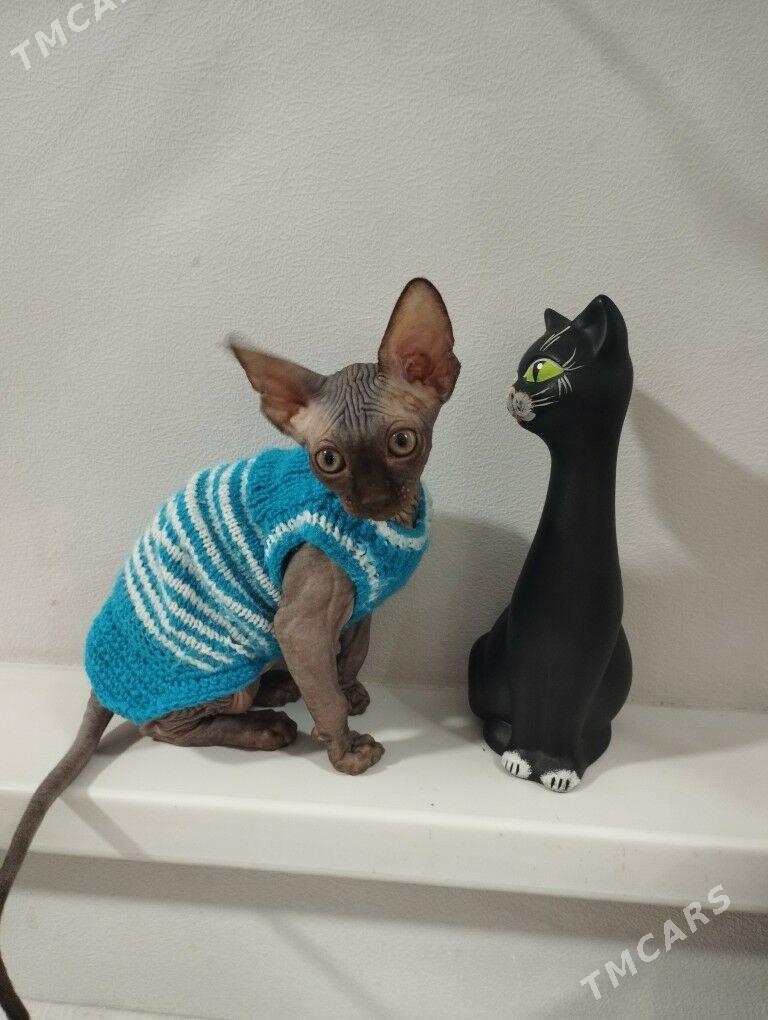 КАНАДСКИЙ СФИНКС - Aşgabat - img 2