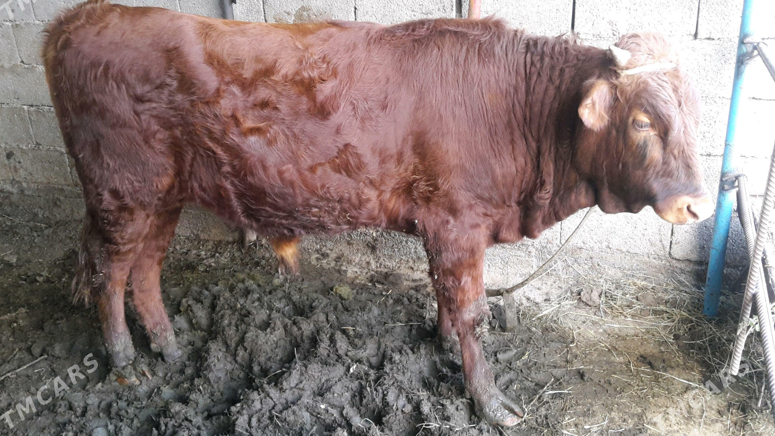 Okuz - Gökje - img 2