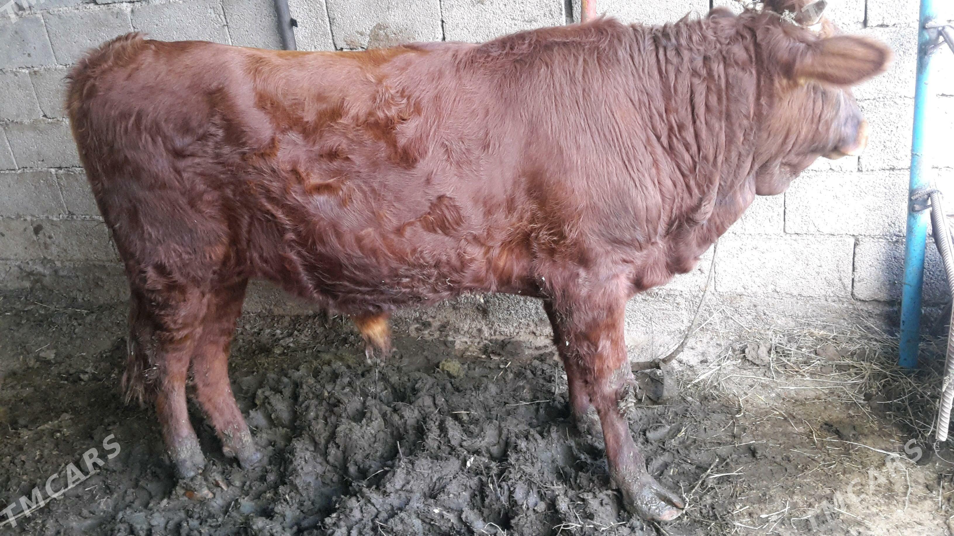 Okuz - Gökje - img 1