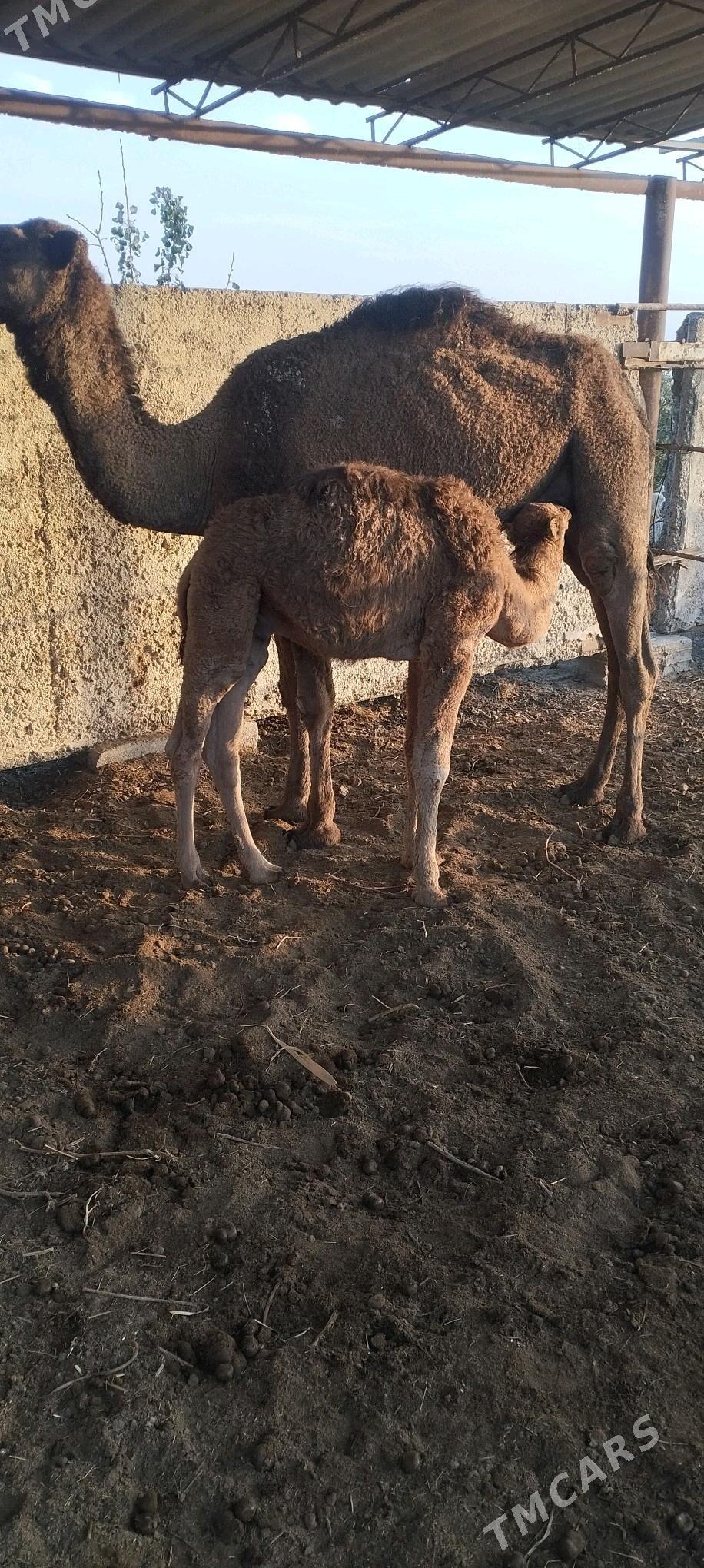 кошек ли дуйе - Векильбазар - img 4