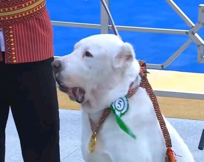 gujuk - Aşgabat - img 4