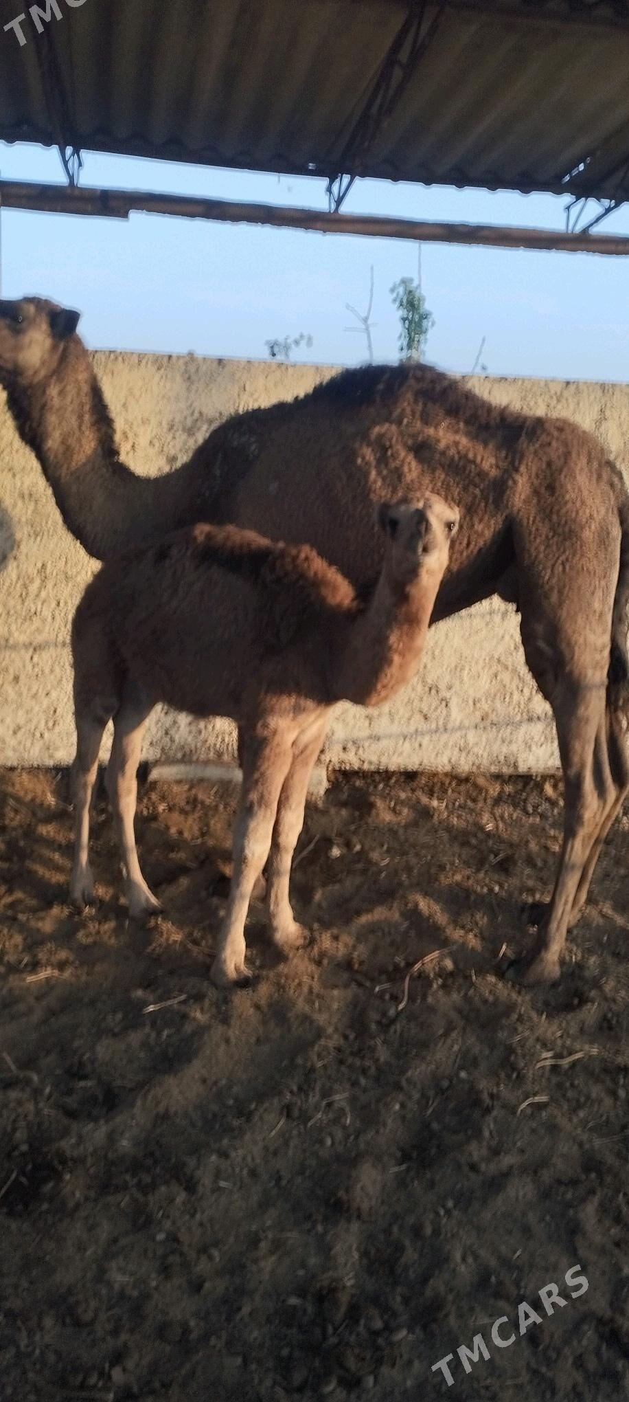 кошек ли дуйе - Векильбазар - img 3