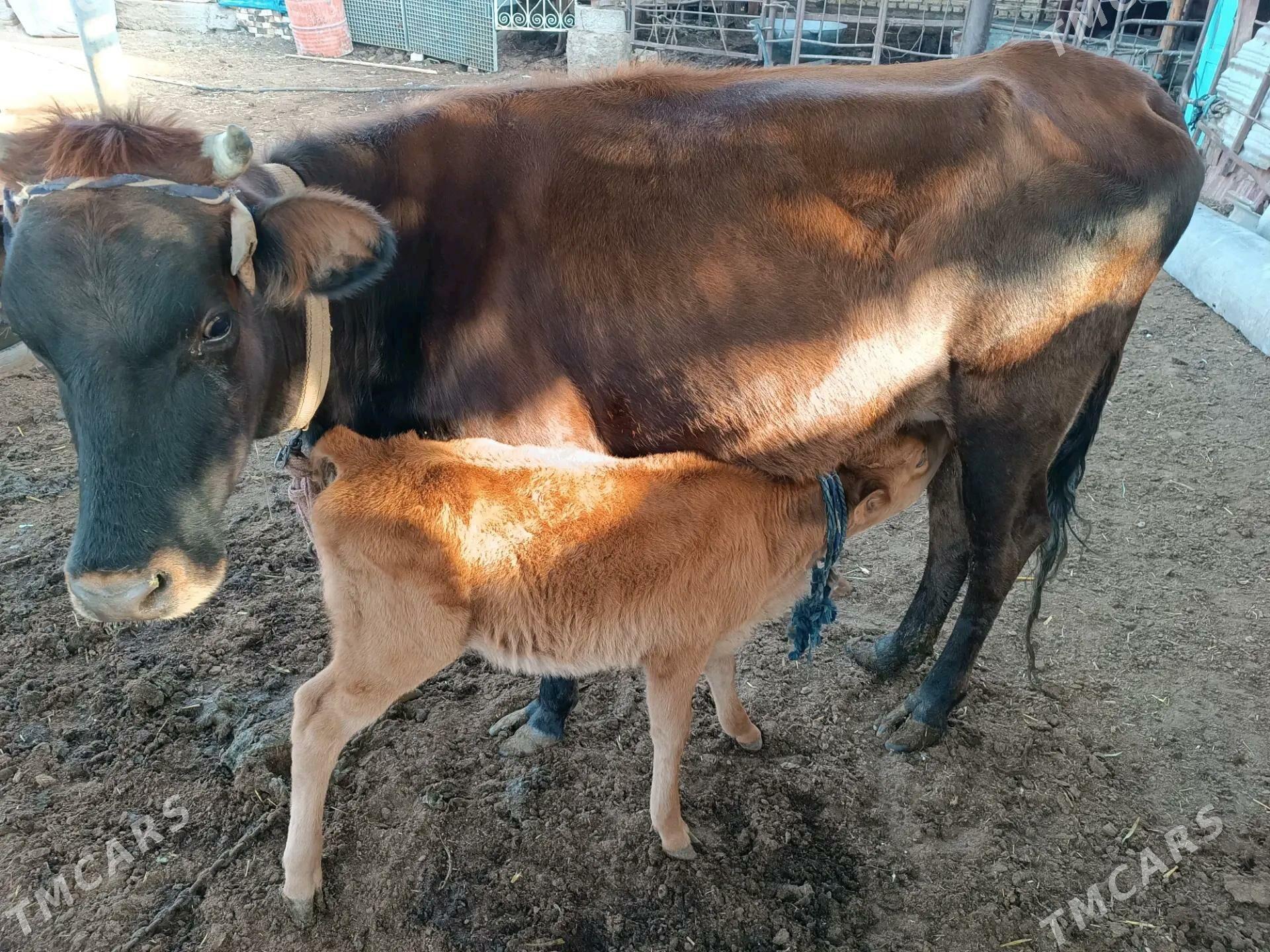 goleli sygyr - Мары - img 2