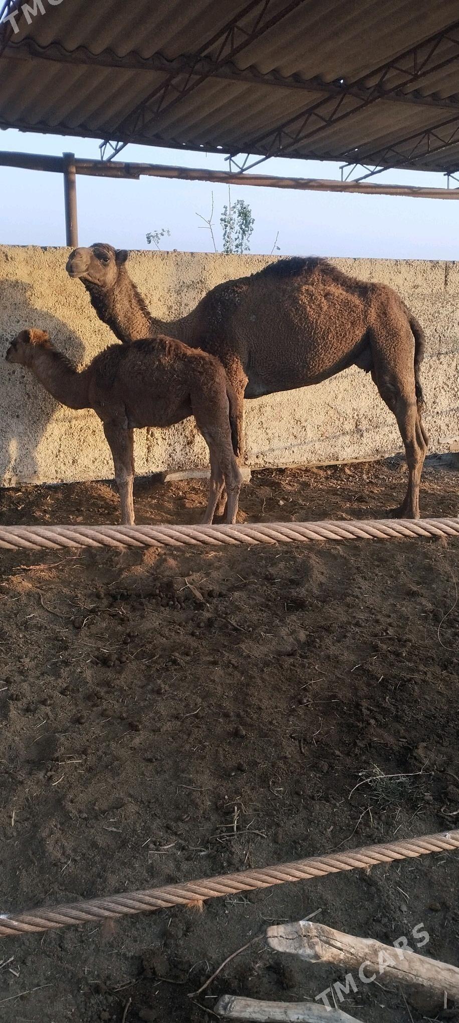 кошек ли дуйе - Векильбазар - img 1