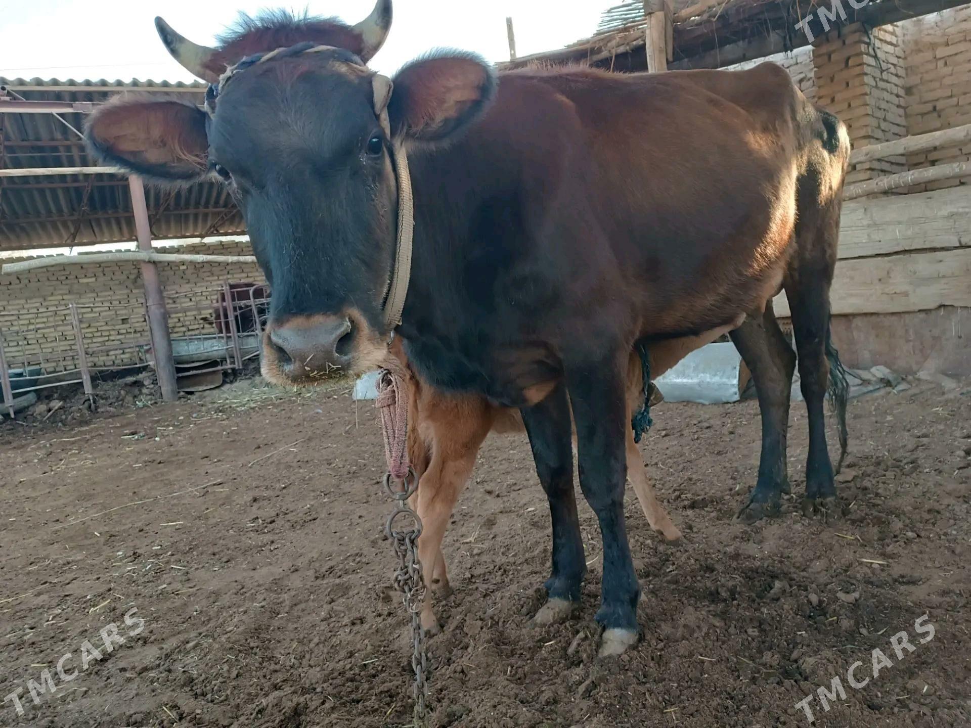 goleli sygyr - Мары - img 1