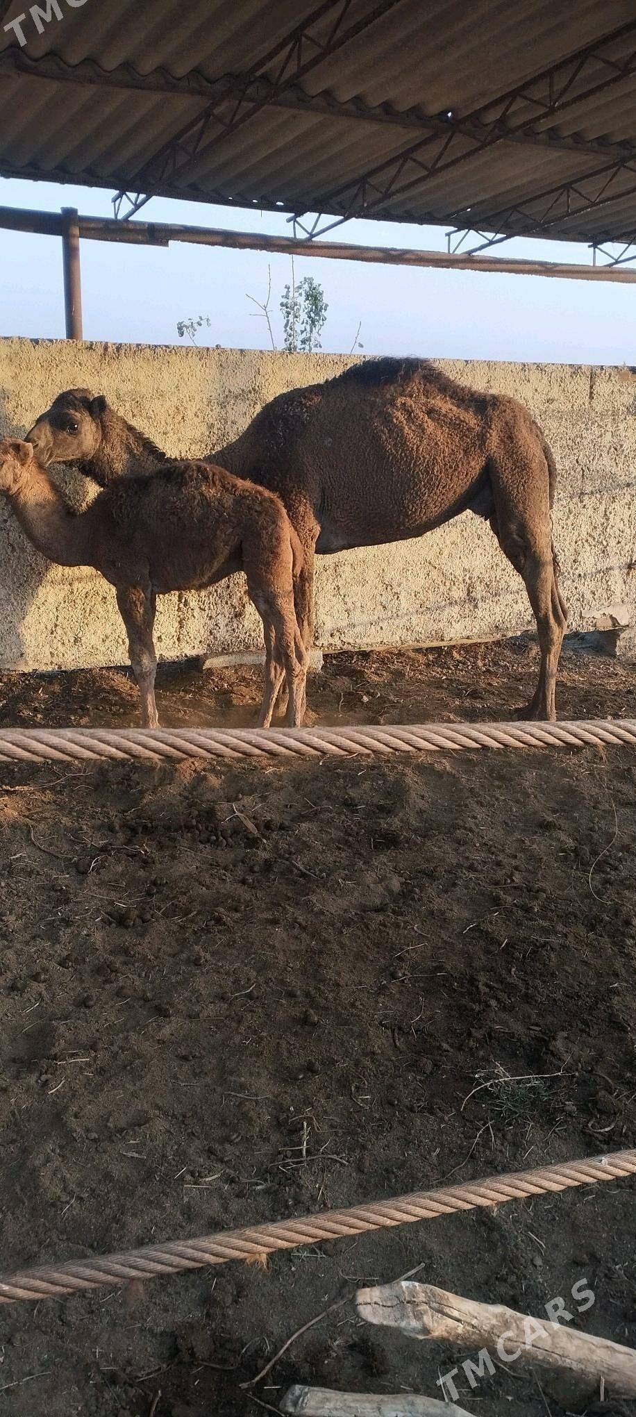 кошек ли дуйе - Векильбазар - img 2