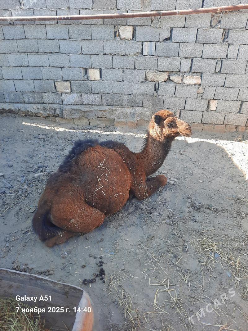 Duye - Gyzylarbat - img 3