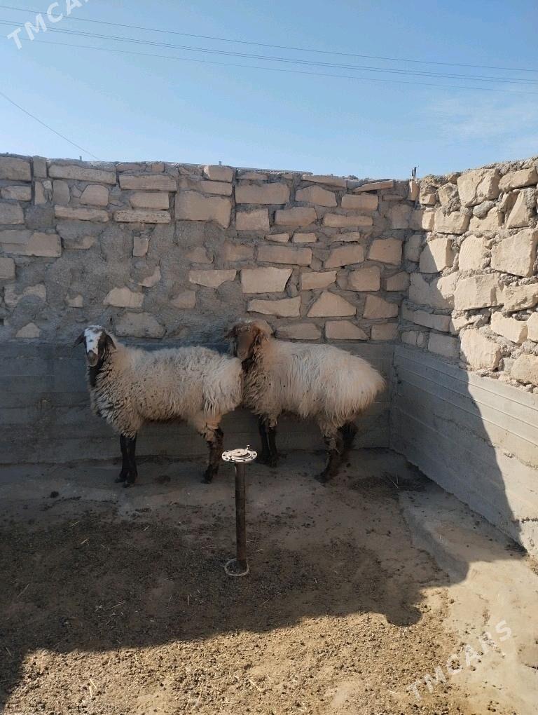 Goc goyun - Gumdag - img 1