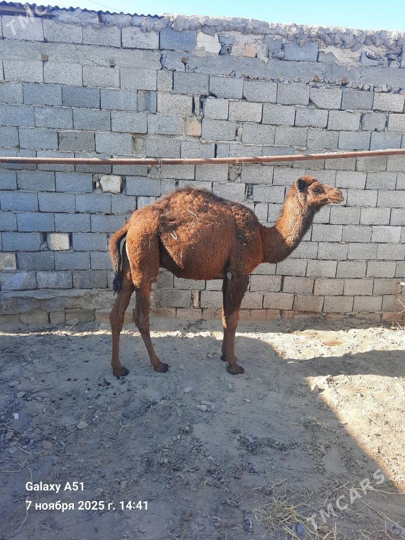 Duye - Гызыларбат - img 1