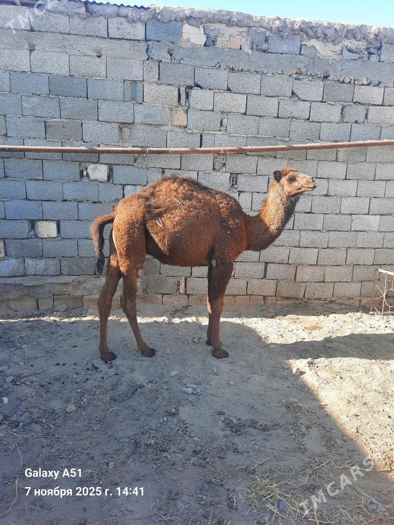 Duye - Gyzylarbat - img 2